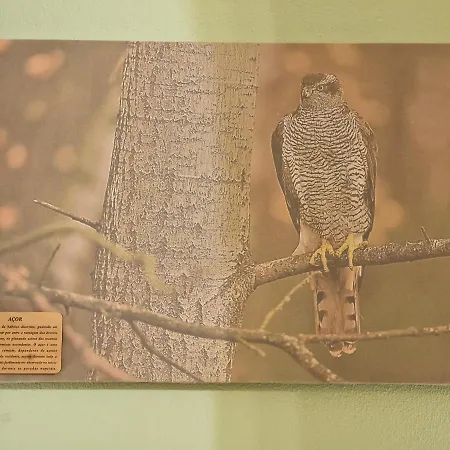 D'aqui E D'acola - Bed & Breakfast Pardieiros (Arganil)