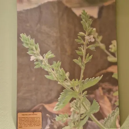 Bed & Breakfast D'aqui E D'acolá -