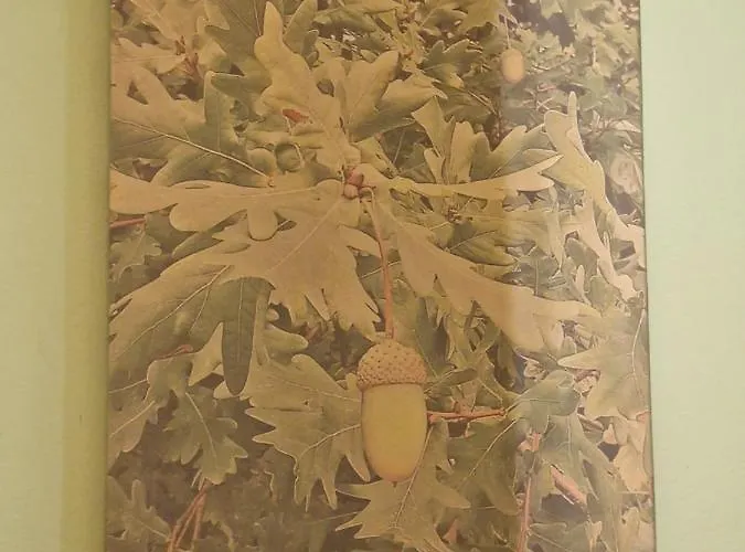 住宿加早餐酒店 D'aqui E D'acola - 3*