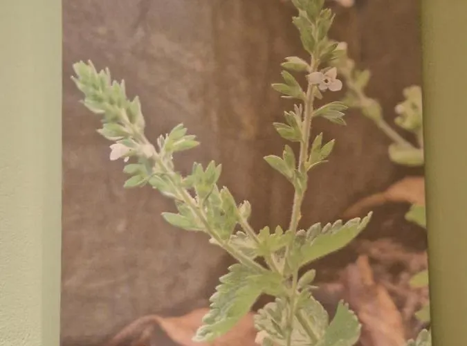 住宿加早餐酒店 D'aqui E D'acola -